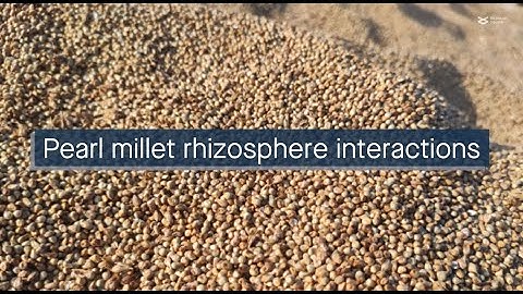 The interplay among root exudates, microbiota, and rhizosheath formation in pearl millet