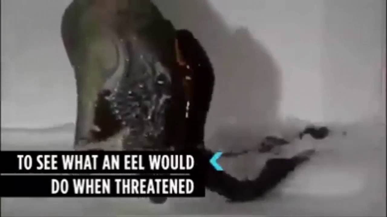 These Jumping Electric Eels Could Stun A Horse YouTube