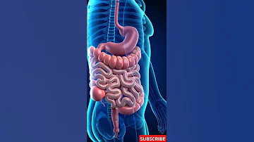 Inside The Human Body A Tour Of Your Internal Organs 