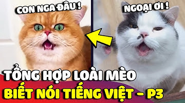 Tổng hợp 