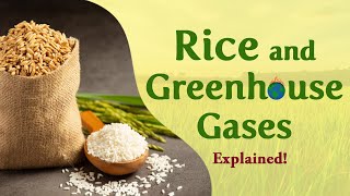 Why is Unsustainable Rice Cultivation Hurting the Planet? - Explained!