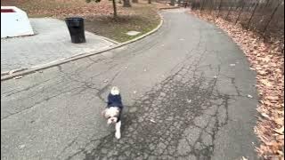 Walking tour of Kissena Park, Korean War Memorial , Lake Flushing NYC at -1 C