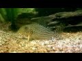 Corydoras sterbai