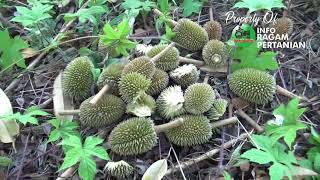 Serangan Monyet Merontokkan Buah Durian Ini Solusi Kami