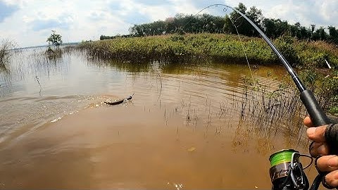 Giao lưu cùng các bạn | cá lóc đập sông ray | Long chu du fishing