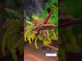 Asian Food Chinese cooking recipes #cooking #food #delicious #nodoubt #asmr #shorts #viral
