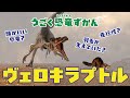 【恐竜】恐竜図鑑〜ヴェロキラプトル〜