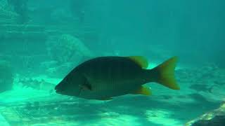 Exploring The Dig at Atlantis, Bahamas! #atlantisbahamas  #thedig  #lostcityofatlantis  #marinelife