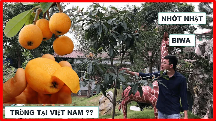 Top 19 quả nhót miền nam