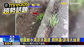 獨家》綠鬣蜥水溝游泳飆速 網熱議：游得太絲滑@newsebc
