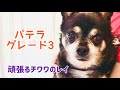 【犬のパテラ】サプリメントの効果