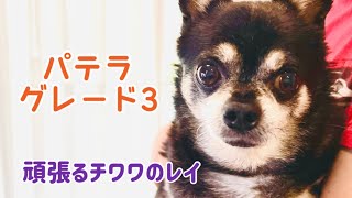 【犬のパテラ】サプリメントの効果