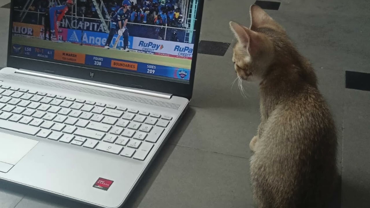 It's time for cricket