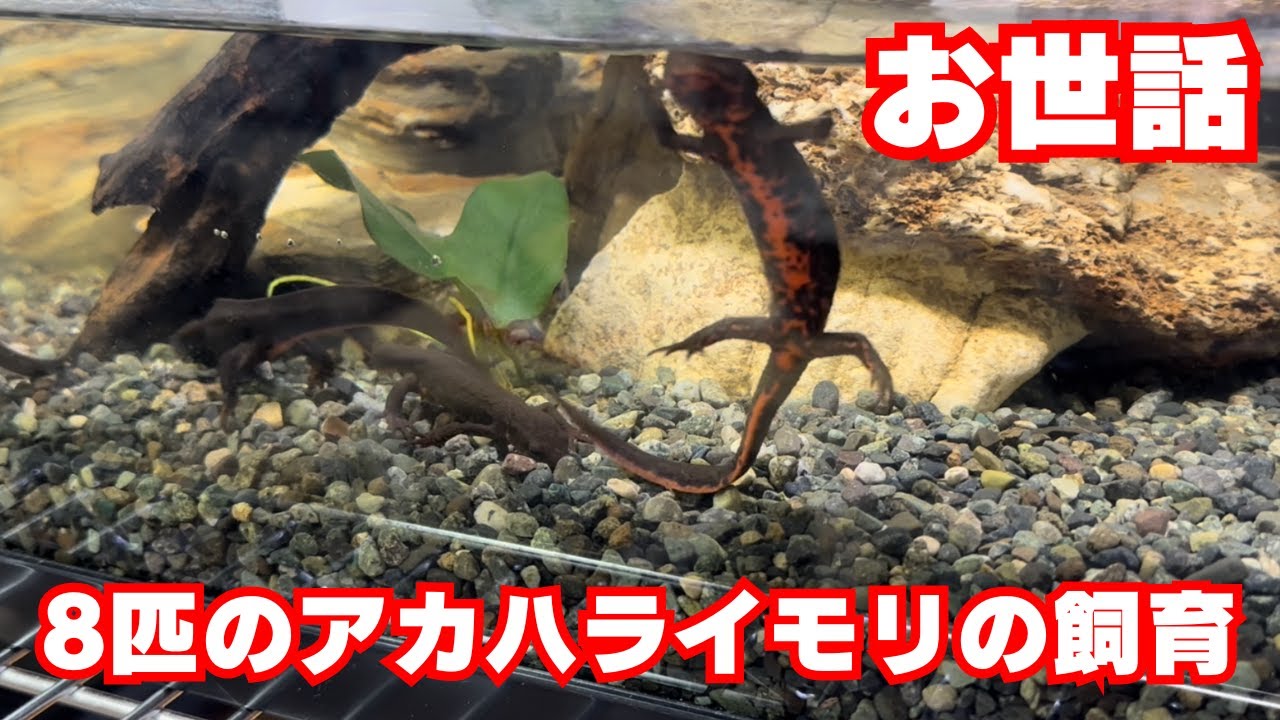 アカハライモリ４匹と水槽セット（決まりました） アカハライモリ水槽のレイアウトを変更しました！ 4匹のイモリたちを