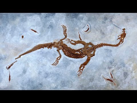 Video: Si possono trovare fossili nello scisto?