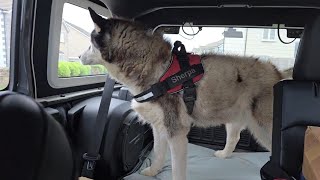 Old Husky Gets A Day Trip Out To See Friends by Sherpa 58,548 views 1 month ago 4 minutes, 28 seconds