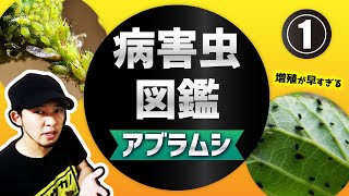 大量発生したアブラムシ駆除方法【おすすめ農薬】菜園病害虫防除講座①