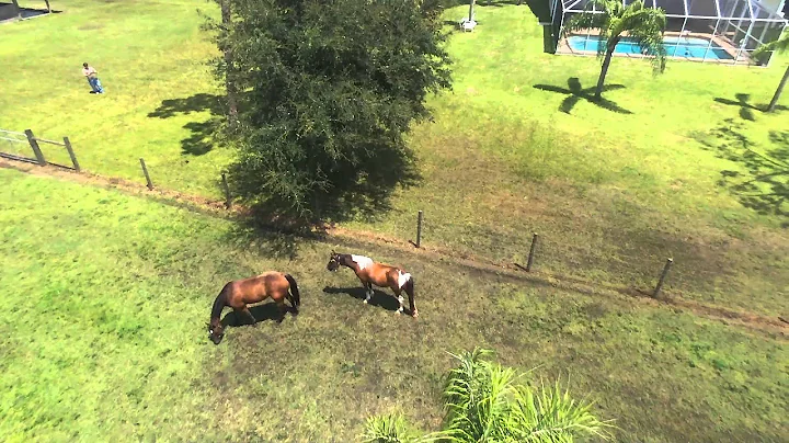 White Sands Equine Therapy Facility