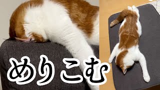 めりこむごめん寝|PECO