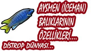 AYSMEN CİKLET (İCEMAN) BALIĞI ÖZELLİKLERİ NELERDİR-MALAWİ CİKLET AKVARYUMU Resimi