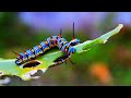 Relaxing Piano Music Soundscape 4K Nature Caterpillars And Butterflies Relaxing Piano Music Soundscape 4K Nature Caterpillars And Butterflies