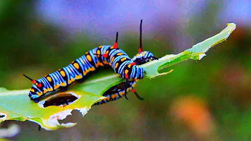 ❤ Relaxing Piano Music, Soundscape, 4K, Nature, Caterpillars and Butterflies