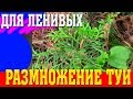 Размножение ТУИ для ленивых. Итоги и Выводы размножения туи. Размножить туи легко!