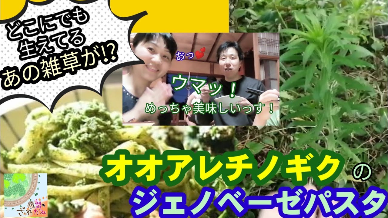 簡単で美味しい オオアレチノギクのジェノベーゼパスタ Youtube