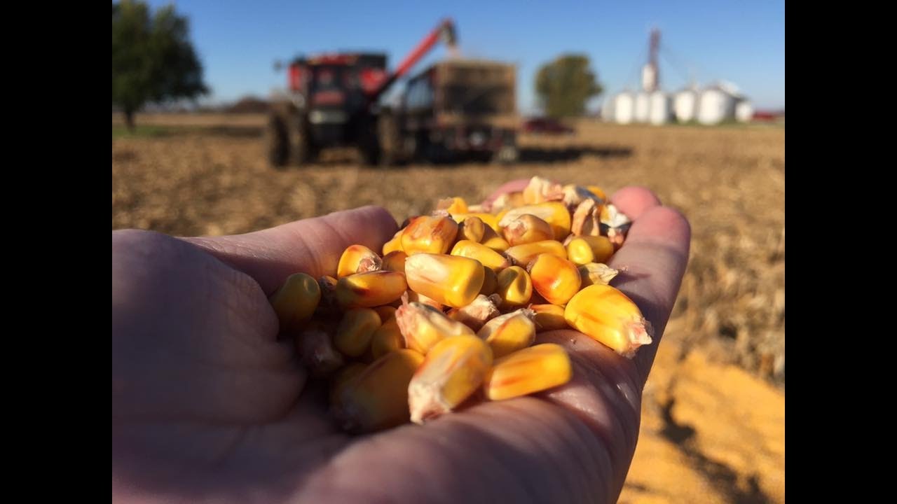 Michigan corn harvest YouTube