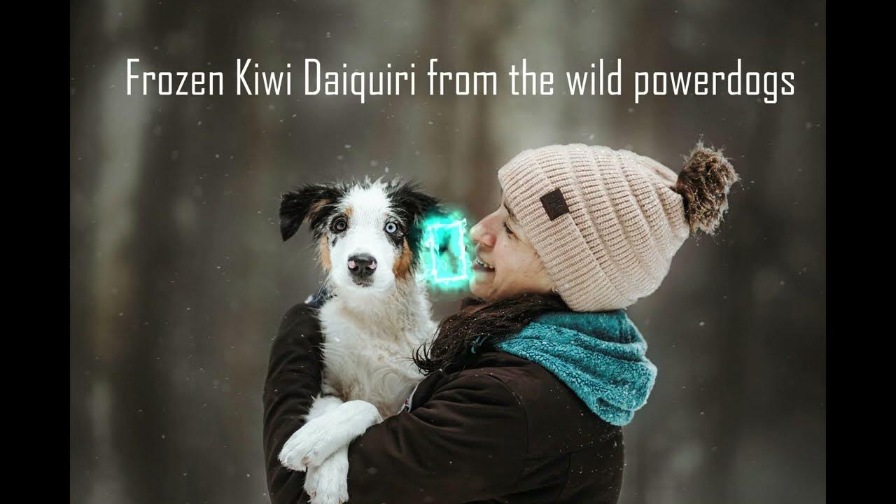 Frozen Kiwi Daiquiri from the wild powerdogs 1 year Agility YouTube