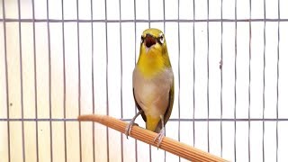 Pleci Ngotot Suara Tembakan Keras