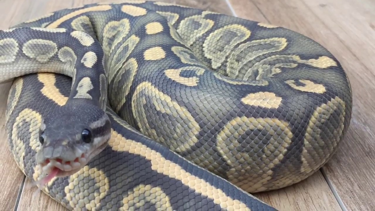 eggs florentine Breeding Ball Pythons 101: How I pull eggs off PROTECTIVE mom and incubate!!!