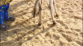 Donkey breeding