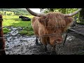 Scottish highlands and a hairy coo 2019