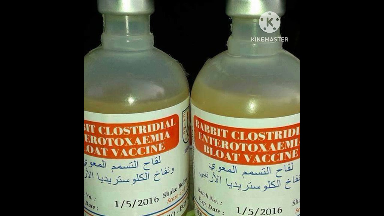 تحصين الكوليسترديا التسمم المعوى النفاخ الارانب RABBIT CLOSTRIDIAL ENTEROTOXAEMIA BLOAT VACCINE
