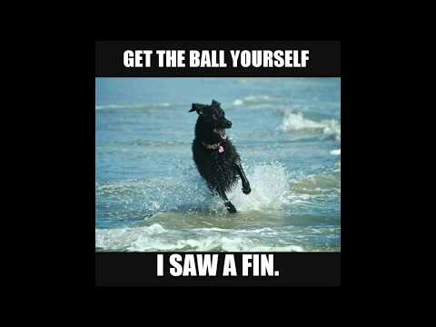 funny-dog-memes-2