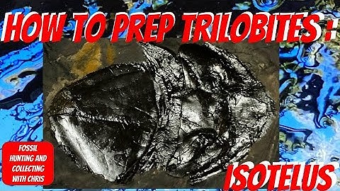How to Prep a Trilobite - Isotelus  How to Prepare a Trilobite  Fossil Hunting and Fossil Collecting
