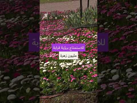 تفتح الزهور قبل موعدها بشهر في مهرجان فلورياد للزهور في كانبرا