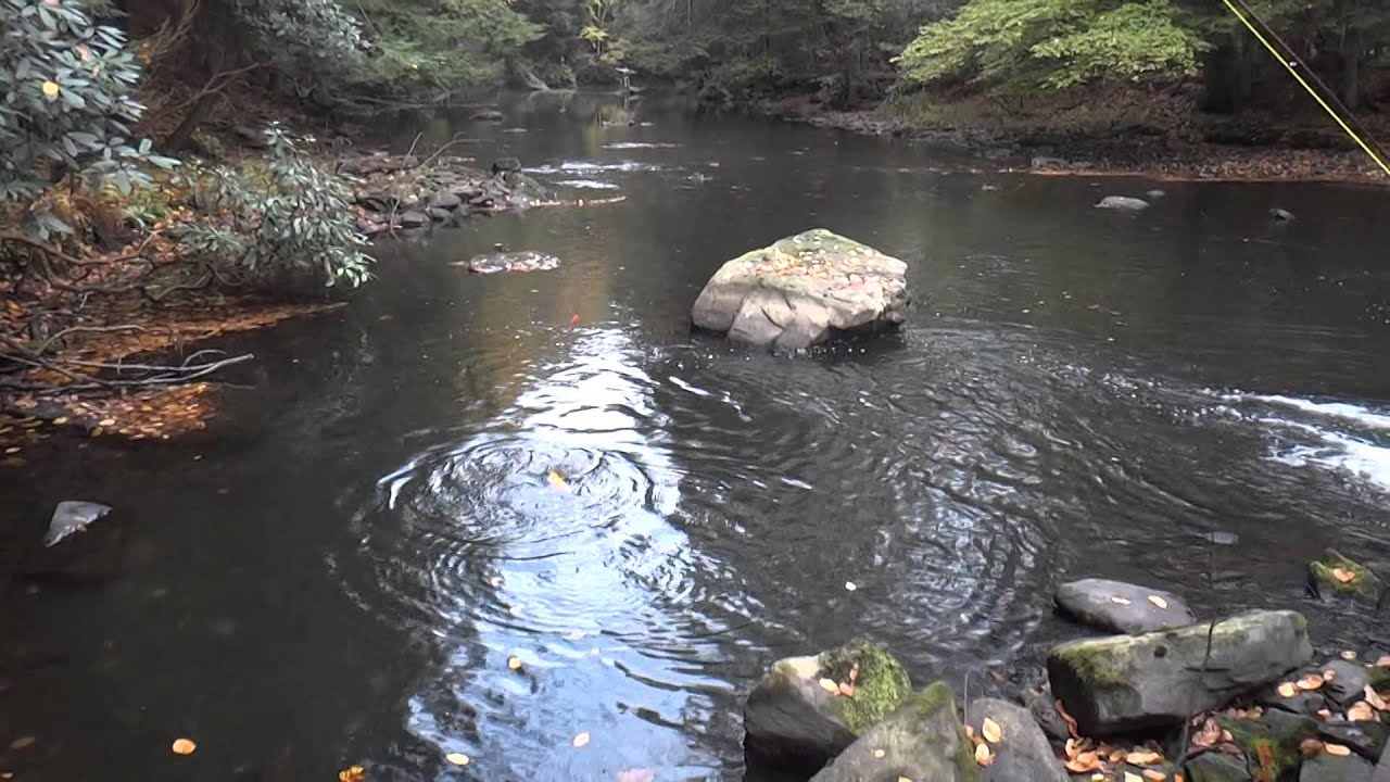 yellow creek trout club gold trout YouTube