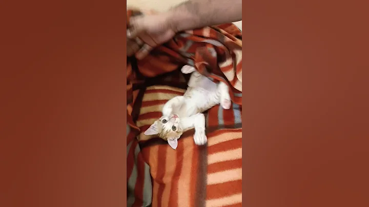 Watch the video about Meow sleeping. #shorts #cat #viralvideo #funny