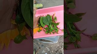 Download Lagu ULAM NA DAHON #buhayprobinsya MP3 Download Lagu ULAM NA DAHON #buhayprobinsya MP3