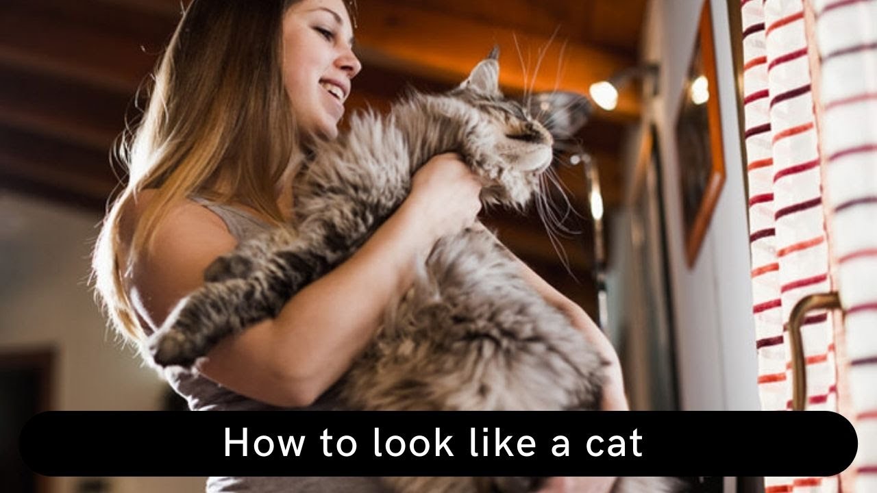 How to look like a cat How to turn into a cat How to act like a