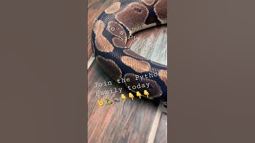 3 month old female 🤘🤘🐍 #livefeeding #subscribe #python #ballpython #breeding #snake #rat
