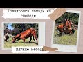 Обучение лошади на свободе  Horse training НХ