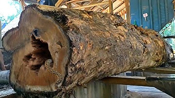 unexpected surprise while sawing dangerous old teak logs at the sawmill