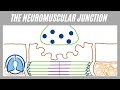Excitation-Contraction Coupling in Skeletal Muscle Function