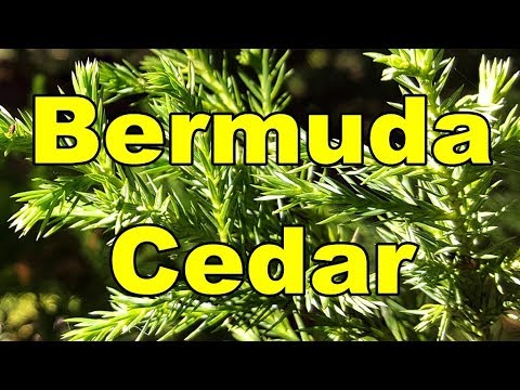 Bermuda Bermudiana Cedar 03 Video Juniperus Hd bYfy6v7g