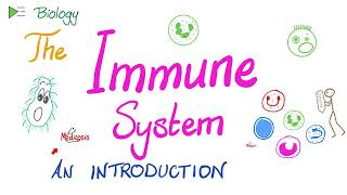 Introduction to the Immune System (Types of Immunity)