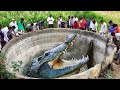 Giant crocodiles that got caught on camera