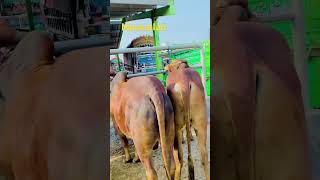 Mashallah Biggest Balfo Mulant Mandi